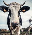 SPRÁVNÉ NASTAVENÍ WELFARE V CHOVECH SKOTU, aneb aby byl dobytek v pohodě a chovatel netratil na příjmech